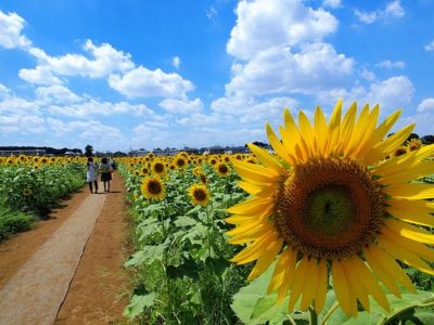 プチトリップで絶景を 青空と花のコントラストが眩しい 関東近郊の 夏の花畑 7選 コラム 緑のgoo