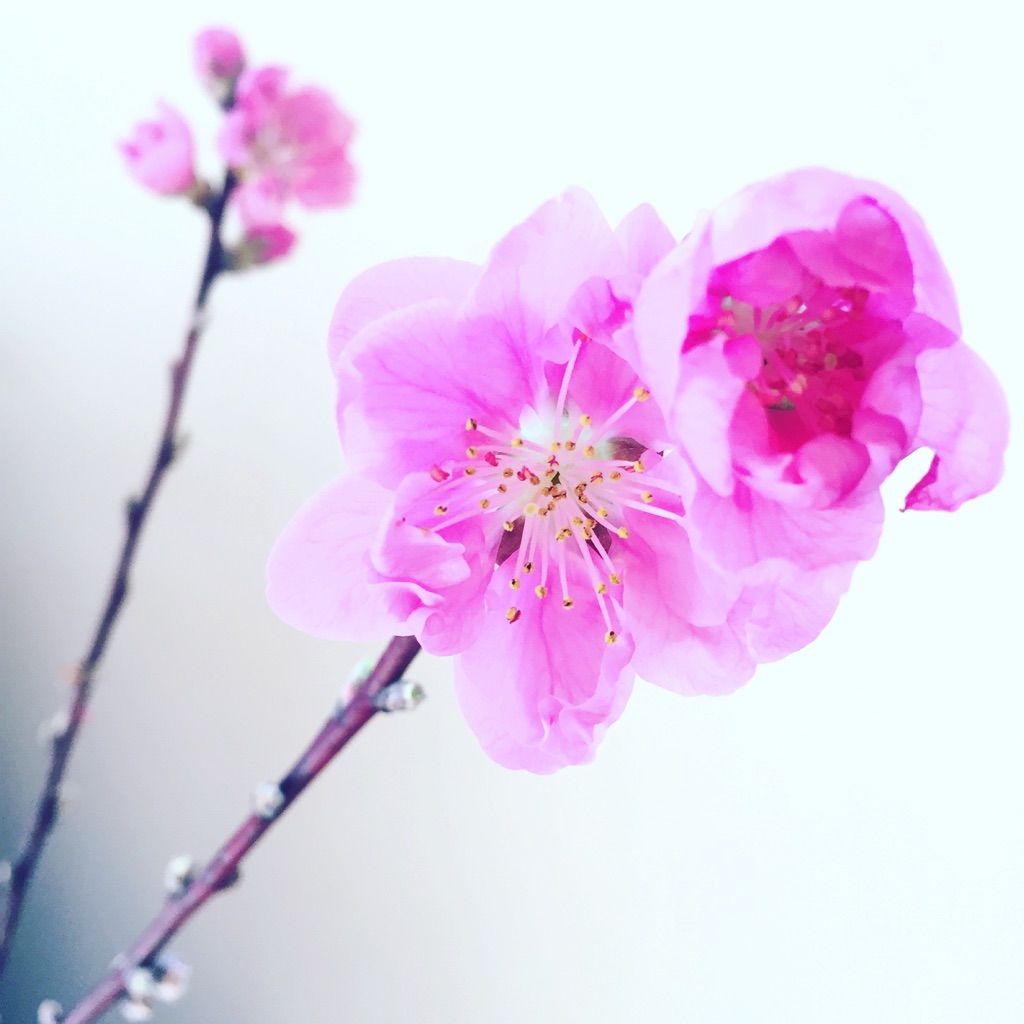 ひなまつりには桃の花を飾ろう ピンクの花が女子ゴコロをくすぐる コラム 緑のgoo