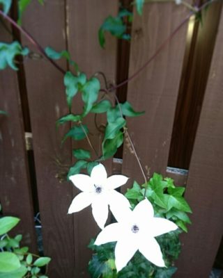 クレマチスの植え方 水やり 肥料などの育て方 コラム 緑のgoo