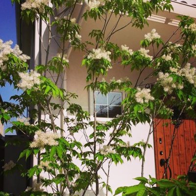 綺麗なアオダモの花をご紹介 コラム 緑のgoo