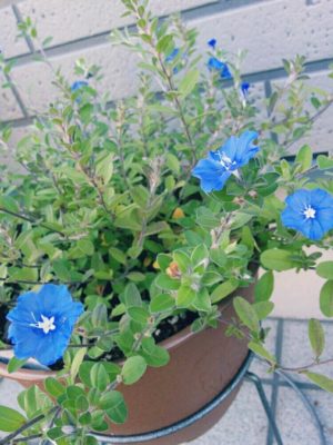印象的な青色の花 アメリカンブルーについてご紹介 コラム 緑のgoo