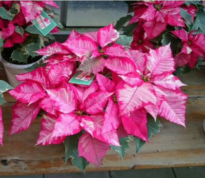 ピンク色のプリンセチアも人気 クリスマスに定番のポインセチアを楽しもう コラム 緑のgoo