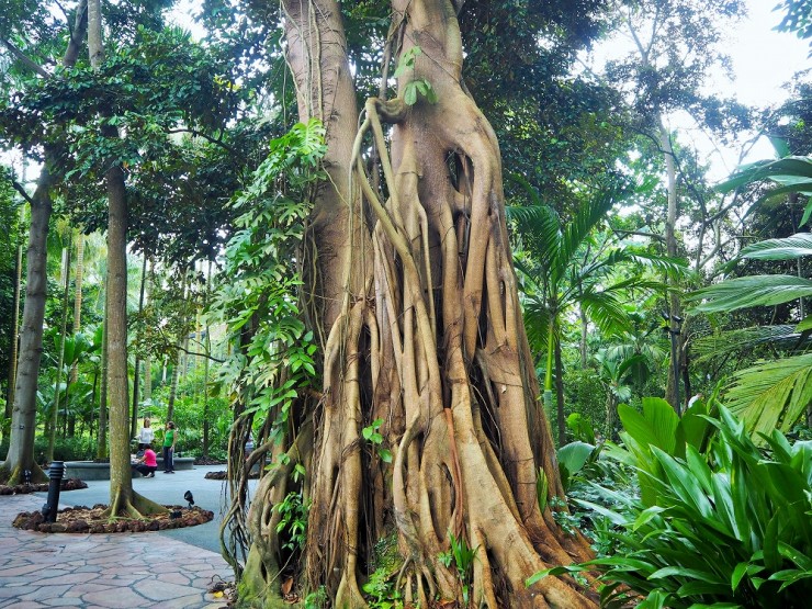世界遺産の植物園 シンガポール ボタニック ガーデン で朝食を カサ ベルデ コラム 緑のgoo