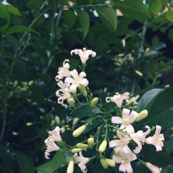 白い花が咲く観葉植物の種類 コラム 緑のgoo