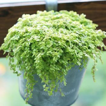 見て可愛い 飾って可愛い ミニ観葉植物人気ランキング コラム 緑のgoo
