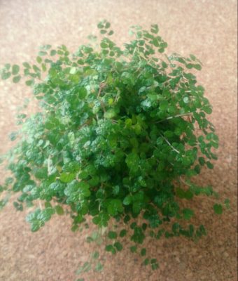 可愛らしくて小さい観葉植物をご紹介 コラム 緑のgoo