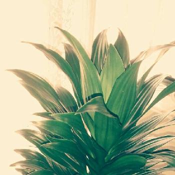 モダンなインテリアで飾る観葉植物 コラム 緑のgoo