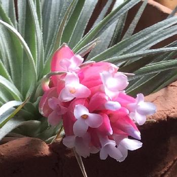 エアープランツの花を咲かせる方法は コラム 緑のgoo エアープランツの花を咲かせる方法は コラム 緑のgoo