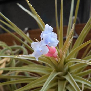 エアープランツの花を咲かせる方法は コラム 緑のgoo エアープランツの花を咲かせる方法は コラム 緑のgoo
