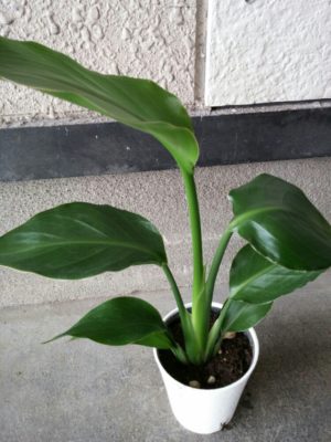 日当たり条件別 葉に合った観葉植物 コラム 緑のgoo