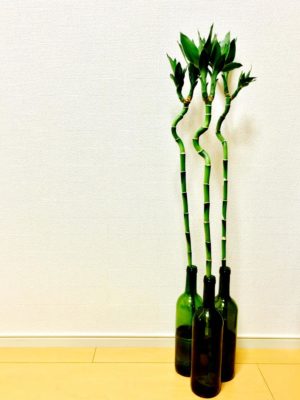 和風の部屋にも観葉植物を 竹のような観葉植物3選 コラム 緑のgoo