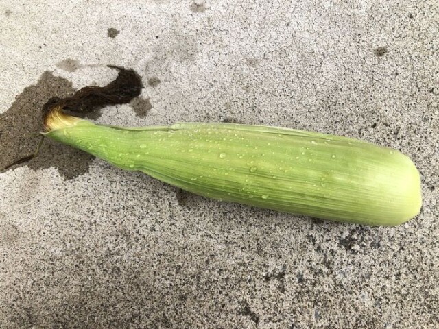 次にひげ根を取ります