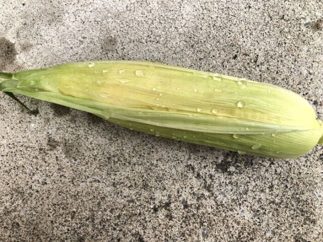 下処理が終わったら電子レンジで加熱します