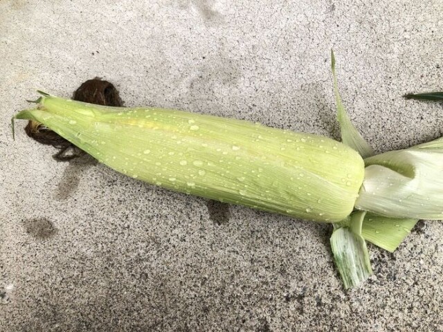 実が透けて見えたら、皮がついてるまま茎を折ります