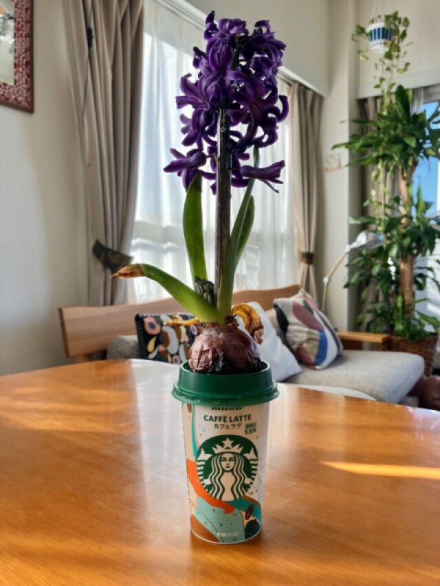コンビニで売っているスタバドリンクのカップ♪