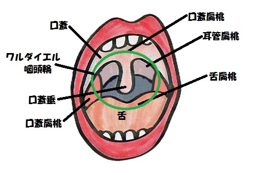 咽頭扁桃は口腔と鼻腔の裏門を取り囲むように配列されており、これら4つをワルダイエル喉頭輪といいます。