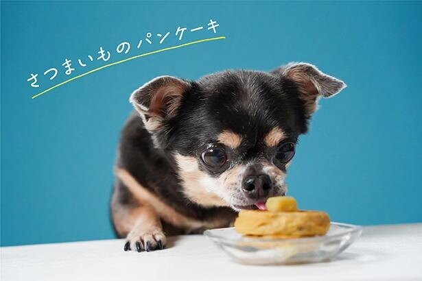 可愛すぎる 犬おやつレシピ さつまいものパンケーキ Snsのアイドル チワワのあお ものが食べる コラム 緑のgoo