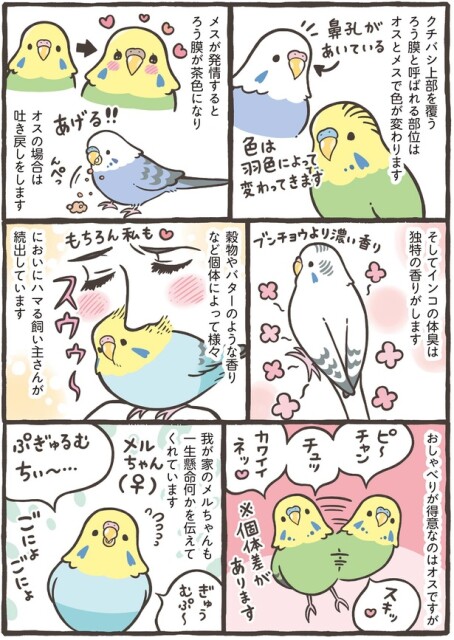 インコの体臭は独特の香りがします