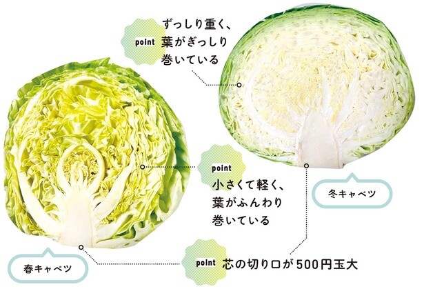 キャベツを選ぶpoint