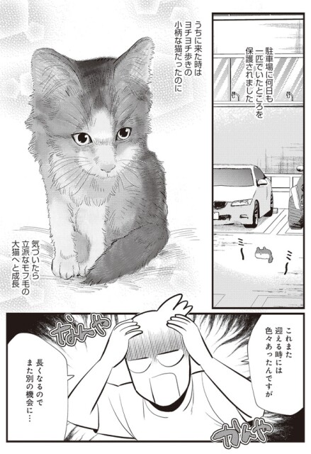 うちに来た時はヨチヨチ歩きの小柄な猫だったのに