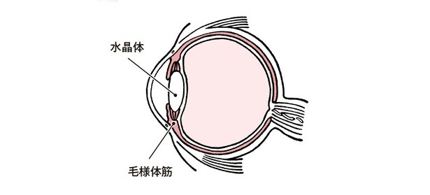 眼精疲労、老眼はピント調節機能の衰えが原因