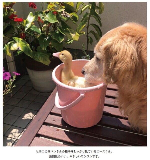 ヒヨコのヨバンさんの様子をしっかり見ているエースくん