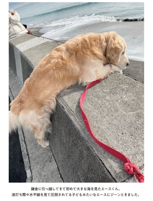 鎌倉に引っ越してきて初めて大きな海を見たエースくん