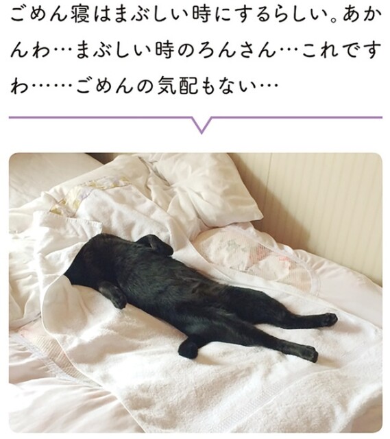 ごめんの気配もない…