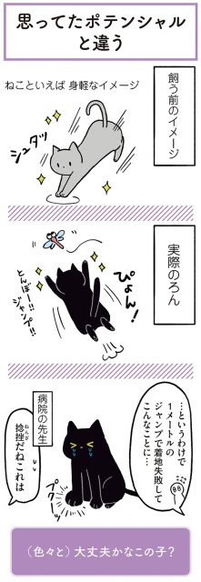 ねこといえば身軽なイメージ
