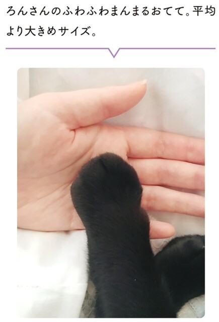 ろんさんのふわふわまんまるおてて