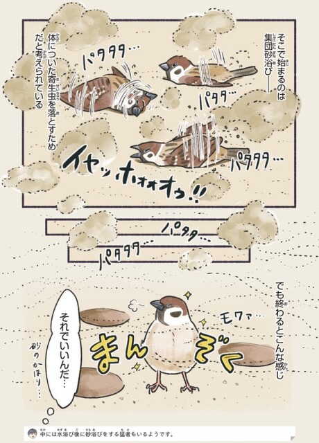 集団砂浴び
