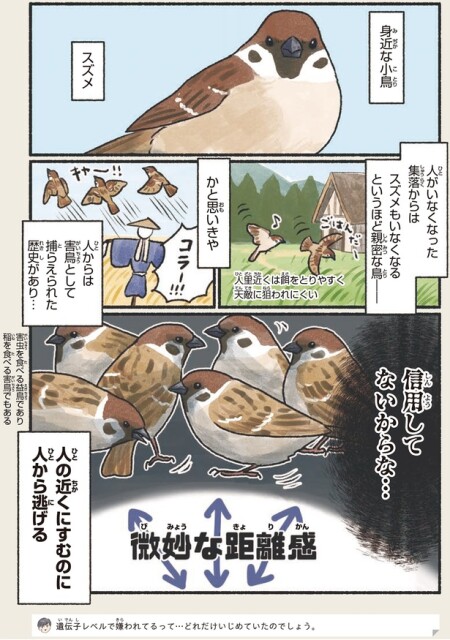 身近な小鳥スズメ
