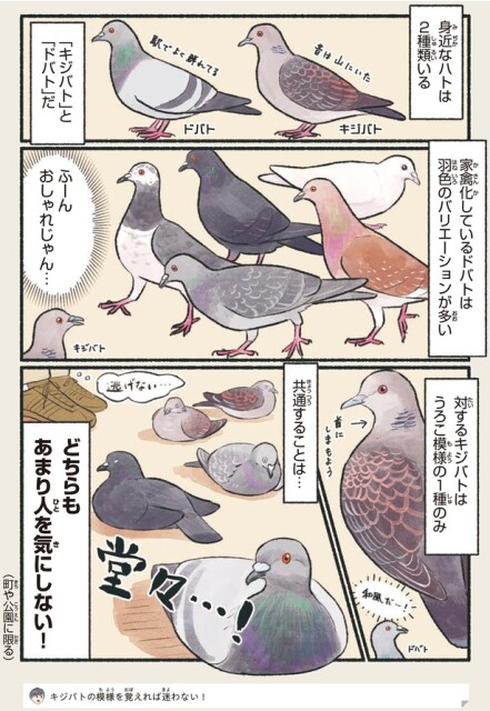 羽色のバリエーションが多い