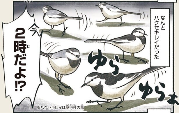 なんとハクセキレイだった