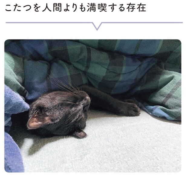 こたつを人間よりも満喫する存在