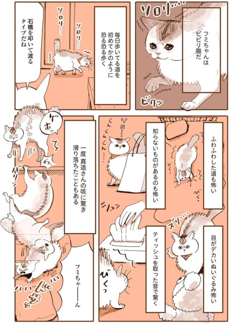 フミちゃんはビビリ猫だ