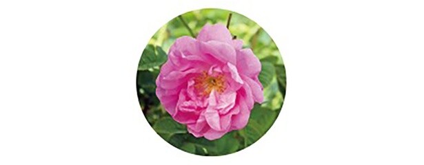 taplis_rose