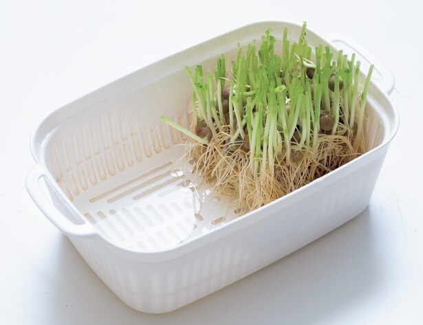 豆苗がちょうど納まる市販のプランターは水はけもよくて便利。