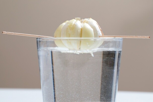 深いカップは3方向からようじを3本刺して、野菜を水から浮かせて育てる。