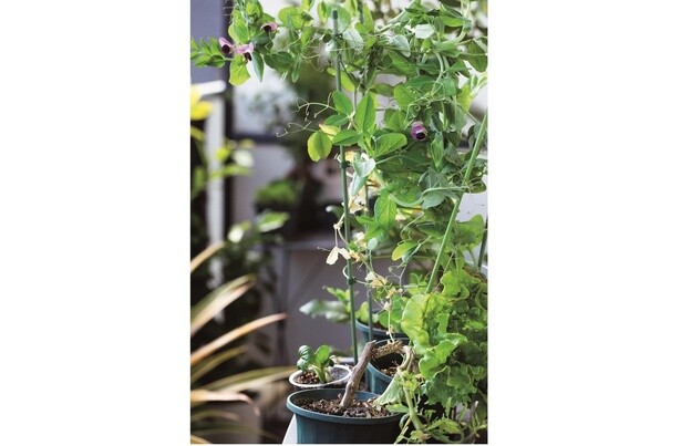 土に植え替えると豆苗もこんなに大きくなる。