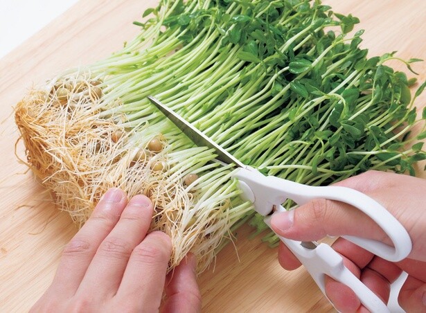 1　豆苗はキッチンばさみで根から3cm上を切る。（2へ続く）