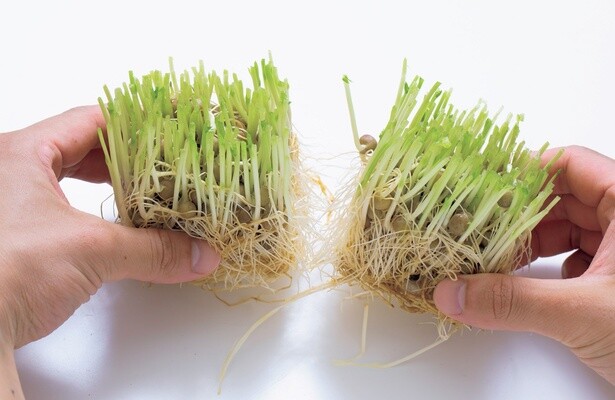 2　豆苗を2つに割って風通しをよくする。（3へ続く）