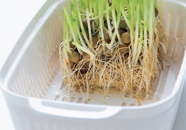 3　豆苗の種がつからないように水を入れる。（2週間後の様子に続く）