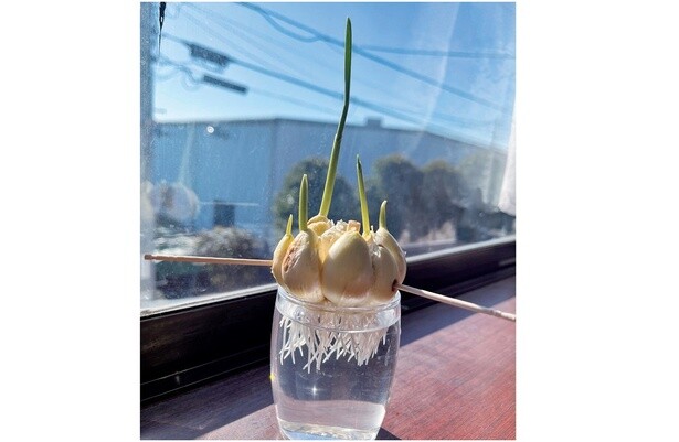 1週間後に芽が。2週間後には芽がにょきにょき。