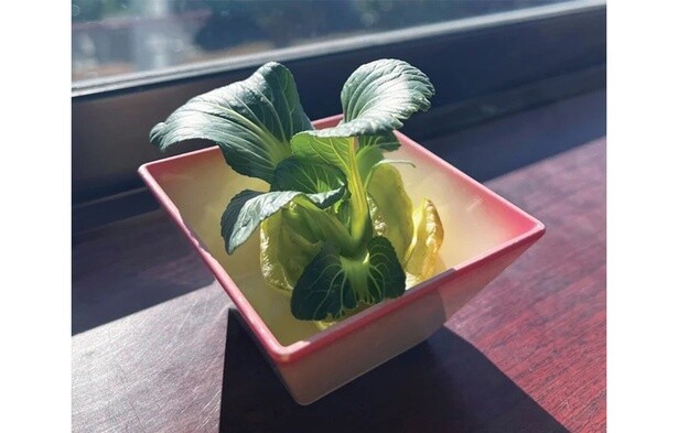 軸のまん中から新しい葉が生えてきて、ミニサイズのチンゲンサイに。