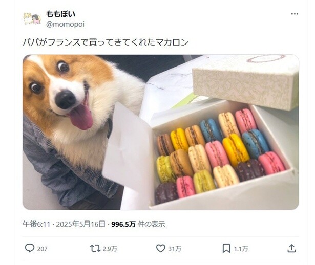 大反響となりました ▶ラッキーちゃんが釘付けになったものはほかにも！（⇒次へ）
