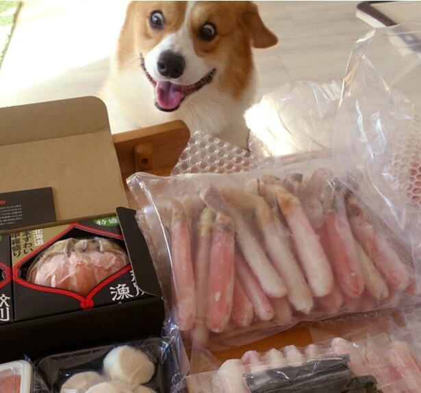 目が期待でキラキラしています！▶こんな食べ物にもワクワク♪（⇒次へ）