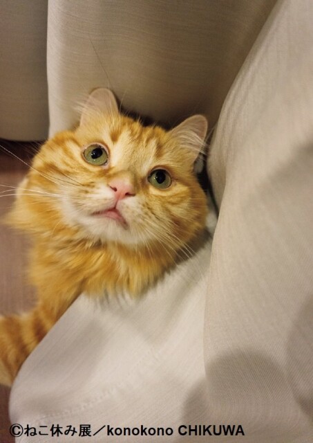 ちくわ 猫 画像 壁紙画像マンガ