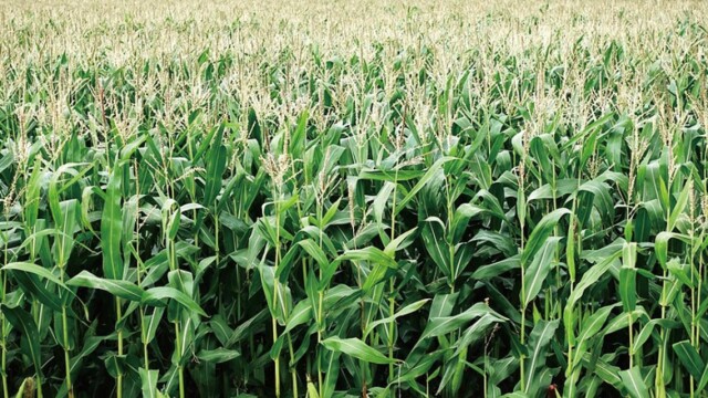 k10_corn_hatake2_1585103947