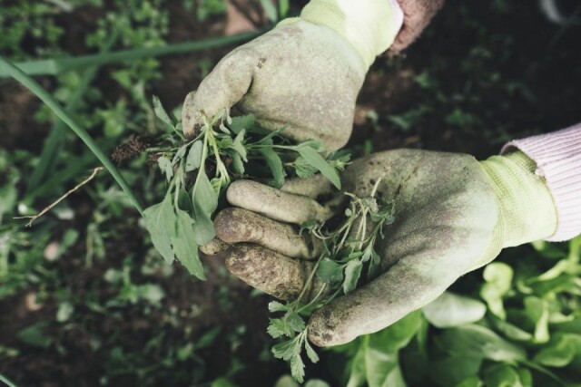 gardening-2518377_1920_1602655294